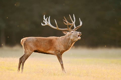 Red deer (Cervus elaphus), a stag standing in a meadow bellowing, rutting season, North