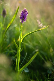 Dactylorhiza incarnata, flesh-colored orchid, orchidaceae, orchids, orchid family, stiff-leaf