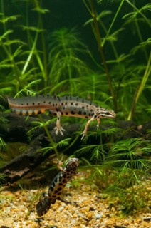 Lissotriton vulgaris, smooth newt, triturus vulgaris, amphibians, amphibians, high size, portrait