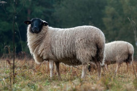 Artiodactyla, domestic sheep, even-toed ungulate, domestic sheep, Ovis Gmelini aries sspec.,
