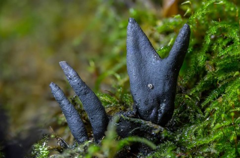 Black finger mushroom, dead man's finger, wooden club, variable wooden club, multi-shaped wooden