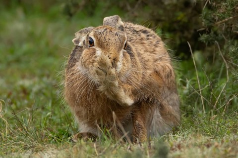 European brown hare (Lepus europaeus) adult animal washing its foot in grassland, England, United