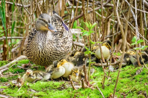 Female mallard, (Anas platyrynchos) with ducklings, Burnaby Lake Regional Park, Burnaby, British
