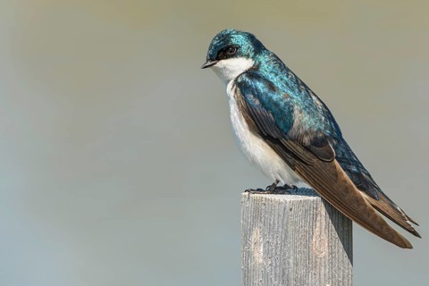 Tree Swallow, (Tachycineta bicolor), George C. Reifel Migratory Bird Sanctuary, Delta, British