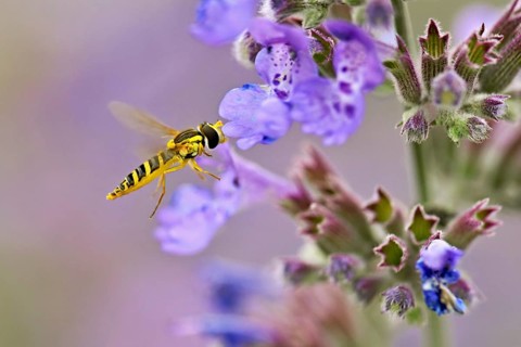 Common long-bellied hoverfly (Sphaerophoria scripta), on a catmint (Nepeta x faassenii) flower,