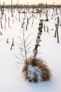Winter landscape with snow in Rehdener Geestmoor, Rehden, Lower Saxony, Germany