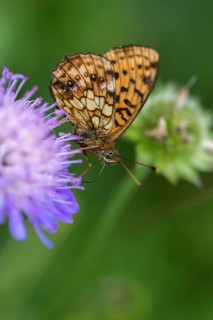 Brenthis Ino, Lesser Marbled Fritillary, Meadowsweet Pearl Butterfly, Purple Silver Butterfly, High