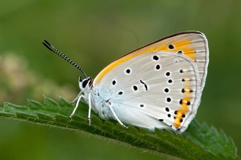 Large moth, large copper, lycaena dispar, butterfly, insects, butterfly, butterflies