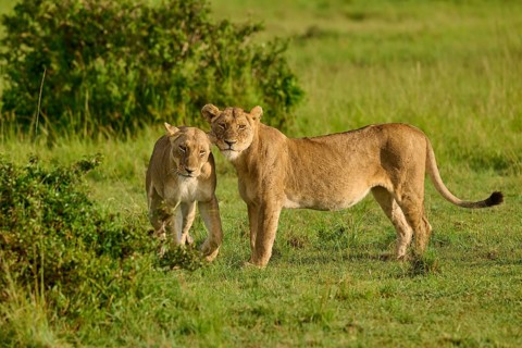 Two lionesses stand side by side in the savannah, Lion (Panthera leo), Masai Mara National Reserve,