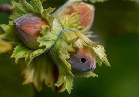 Betulaceae, birch family, corylus avellana, common hazel, hazel borer, hazel, hazel, common hazel,
