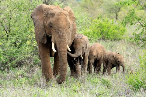 African elephant (Loxodonta africana), adult, female, calves, foraging, social behaviour, Kruger