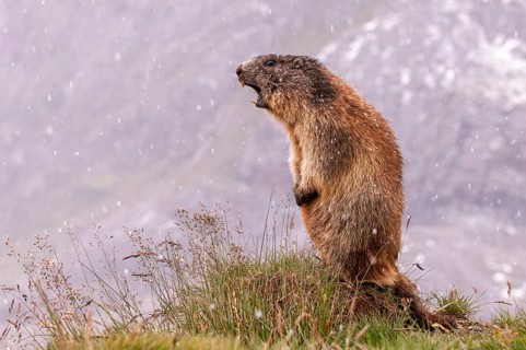 Alpine marmot (Marmota marmota), Heiligenblut, Carinthia, Austria