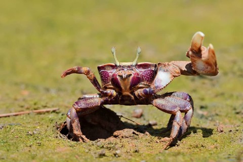 European fiddler crab (Uca tangeri), male, Algarve, Portugal