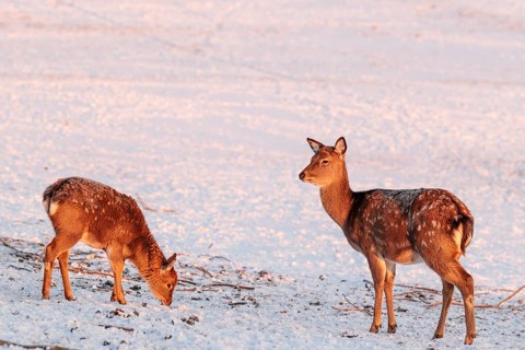 A female Dybowski deer (Cervus nippon hortulorum) and her young stand in a snow-covered meadow at