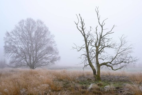 Birches in winter Rehdener Geestmoor in fog, Diepholzer Moorniederung, Rehden, Lower Saxony,