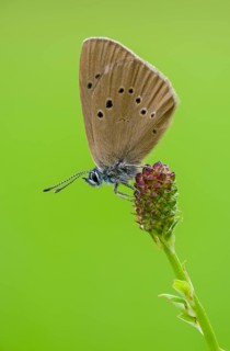 Ant blue, dark meadowbutton ant blue, dusky large blue, glaucopsyche nausithous, maculinea