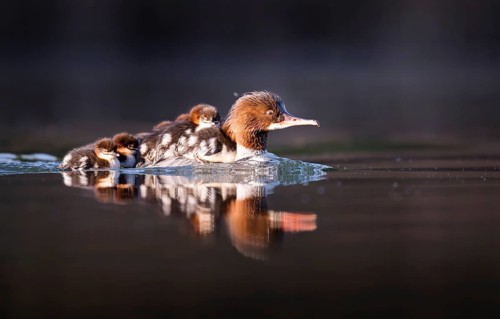 Goosander (Mergus merganser), mother with chick on her back, Zurich, Switzerland