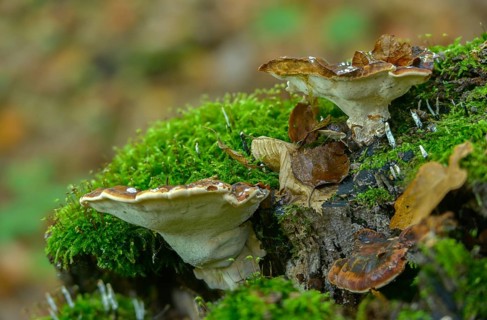 Boletus resinosus, ischnoderma resinosum, lasiochlaena anisea, hardwood resin porling, benzoin