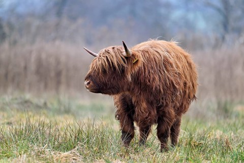Highland cattle (Bos taurus), adult animal standing in a meadow, Reussspitz nature reserve,