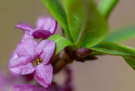 Daphne Mezereum, Real Daphne, February Daphne, Common Daphne, Common Daphne, Cellar Neck, Daphne,