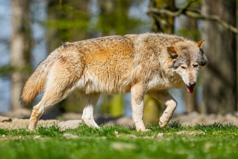 Eastern wolf (Canis lupus lycaon) walking on a meadow, Bavaria, Germany