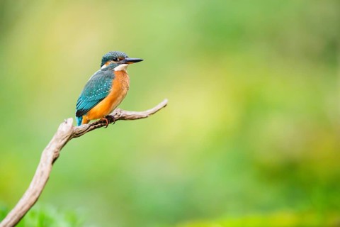 Common kingfisher (Alcedo atthis) sitting on an old wooden branch in late summer, wildife, Bavaria,