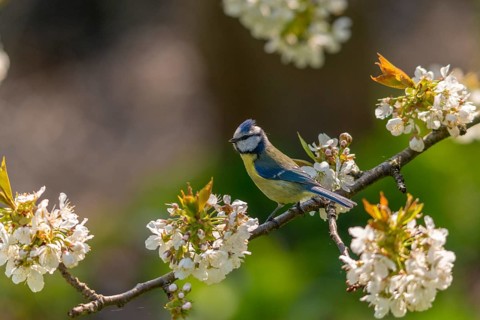 Blue tit, parus caeruleus, birds, spring, meadow orchard, tits, passeri, songbirds, songbirds,
