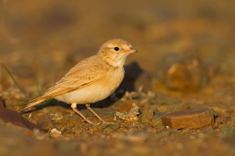 Bar-tailed Desert Lark - Sandlerche - Ammomanes cincturus, Marokko, adult