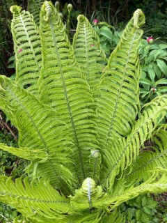 Ostrich fern or funnel fern (Matteuccia struthiopteris), Botanical Garden, Bavaria, Germany