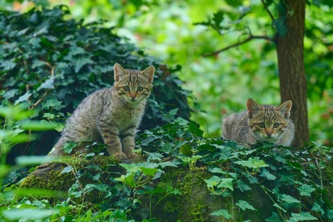 Two kittens explore an ivy-covered woodland landscape, young European wildcat (Felis silvestris),