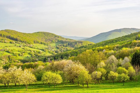 View over the hills with forests and meadows with blooming cherry trees on a sunny day in spring,