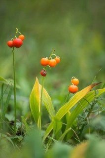 Convallaria Majalis, Convallariaceae, Lily of the Valley, Lily of the Valley, Lily of the Valley,