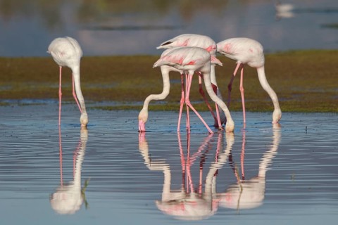 Greater Flamingo (Phoenicopterus roseus) group foraging in shallow water, Greece