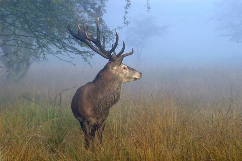 Red deer, deer in the rut, red deer, male in heat, Cervus elaphus