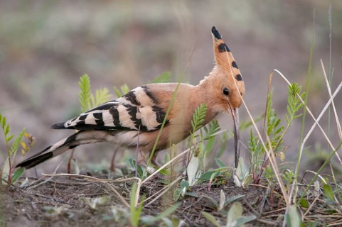 Brandenburg, Germany, Hoopoe, Nabu, national natural heritage, Grünhaus natural paradise, upupa