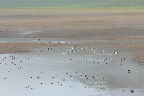 Canada geese (Branta canadensis) and mallards (Anas platyrhynchos) foraging in the shallow waters