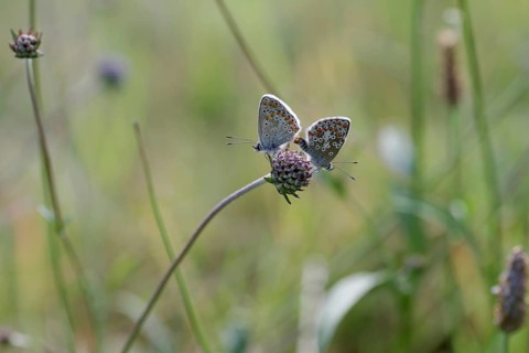 Common Blue (Polyommatus icarus), mating, meadow
