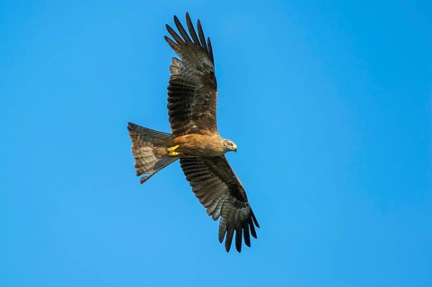Black Kite (Milvus migrans) in flight, Müritz National Park, Feldberg Lake District,