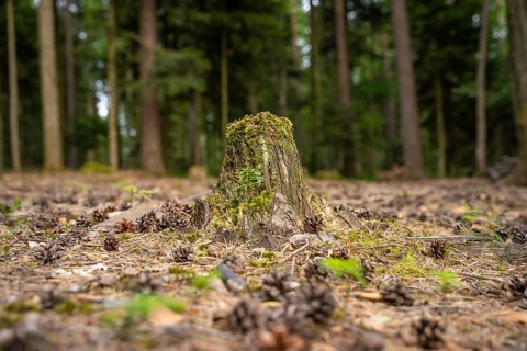 Tree stump in the forest surrounded by pine cones, Simmelhütte, Bad Wildbad. germany