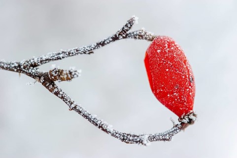 Rose hip (Rosa canina) covered in hoarfrost, Vechta, Lower Saxony, Germany