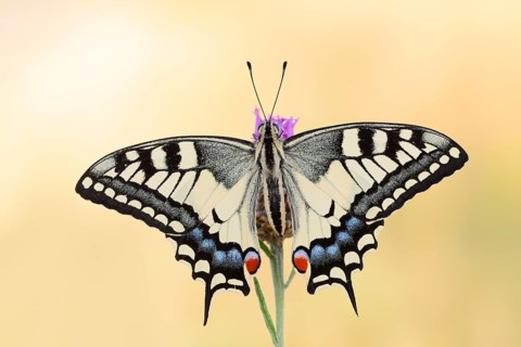 Swallowtail (Papilio machaon), North Rhine-Westphalia, Germany
