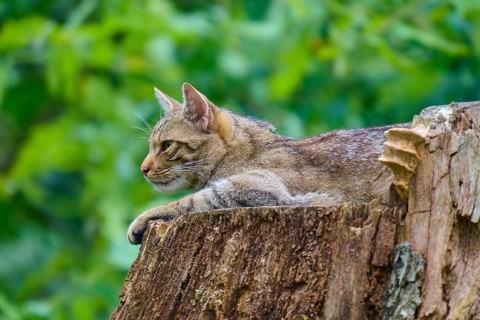 A wildcat lies relaxed on a tree trunk, surrounded by greenery, European wildcat (Felis