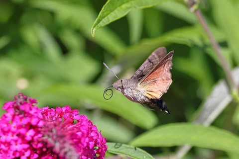 A swallowtail butterfly (Macroglossum stellatarum) feeding on nectar from a butterfly bush