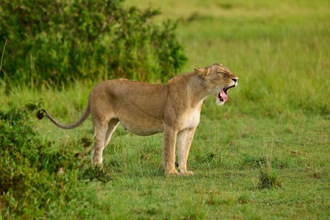 A lioness yawns widely whilst standing in the green grasslands, lion (Panthera leo), Masai Mara