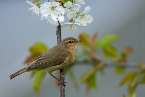 Chiffchaff, Phylloscopus collybita, Zilpzalp, Birds, Spring, Passeri, Songbirds, Jump, Birds