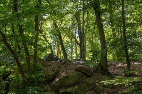 Rocks in green beech forest, Ore Mountains, Czech Republic, May 2024