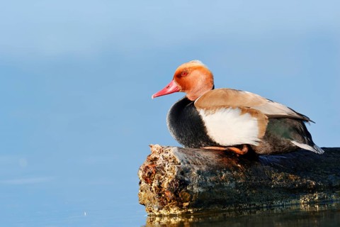 Red-crested Pochard (Netta rufina), a drake perched on a tree trunk in the water, Lake Constance,