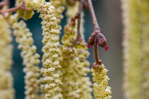 Betulaceae, birch family, corylus avellana, common hazel, hazel, hazel, female inflorescence,
