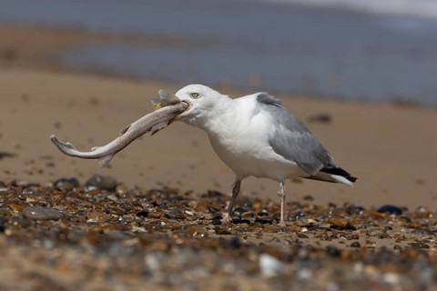 Herring gull (Larus argentatus) adult seagull bird feeding on a Dogfish fish on a beach, England,