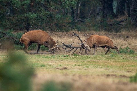 Red deer (Cervus elaphus), fight, Hoenderloo, Gelderland, Netherlands